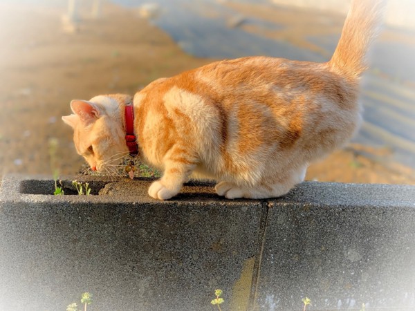 猫 アメリカンショートヘア ジョージの写真