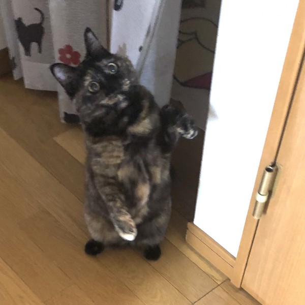 猫 サビ猫 ポンちゃんの写真