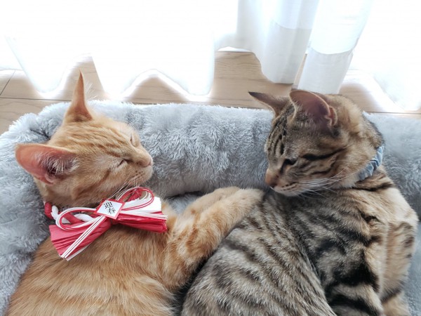 猫 キジトラ ふくの写真