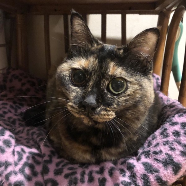 猫 サビ猫 ポンちゃんの写真