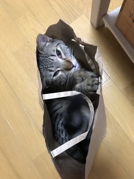 猫 キジトラ ラキの写真