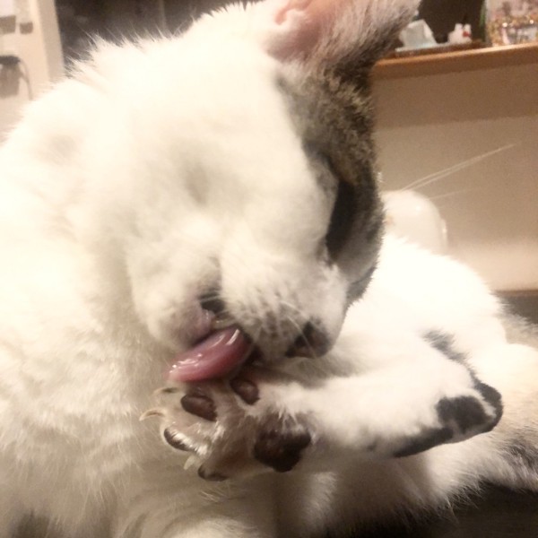 猫 雑種（ミックス） ラブの写真