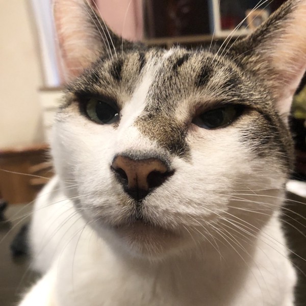 猫 雑種（ミックス） ラブの写真