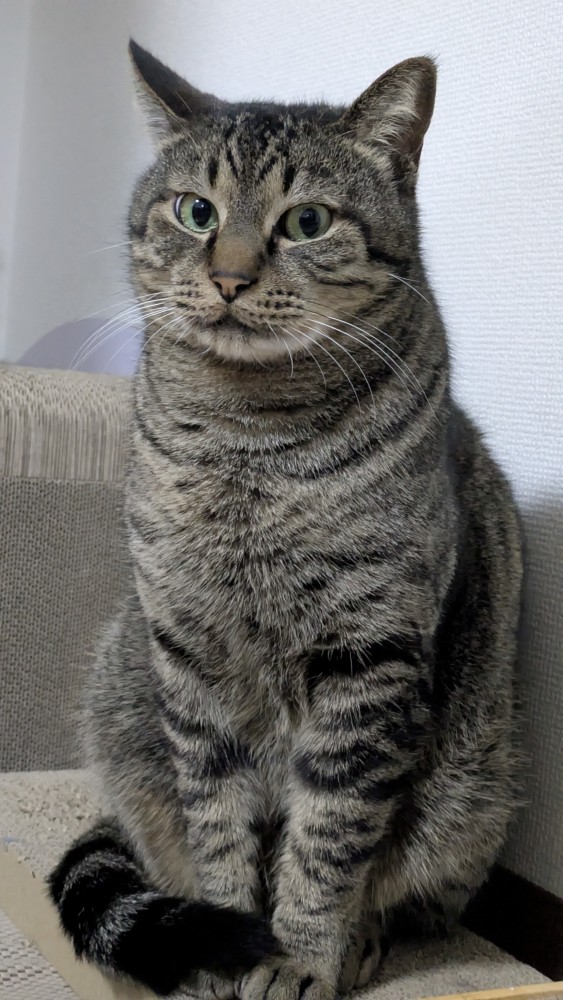 猫 キジトラ 石一(いしいち)の写真