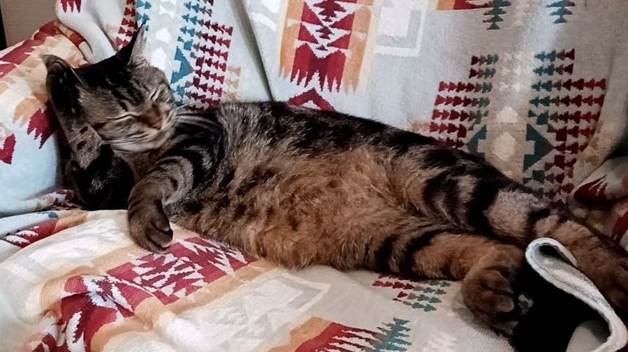 猫 キジトラ きぃちゃんの写真
