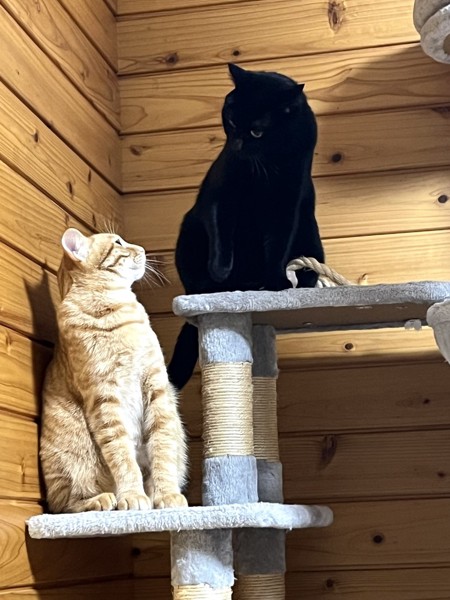 猫 黒猫 アル&ルノの写真