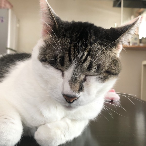 猫 雑種（ミックス） ラブの写真