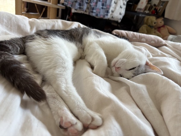 猫 サバシロ もーしゃんの写真