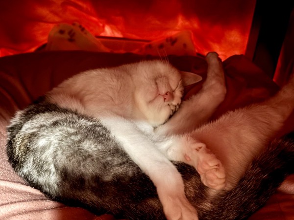 猫 サバシロ もーしゃんの写真