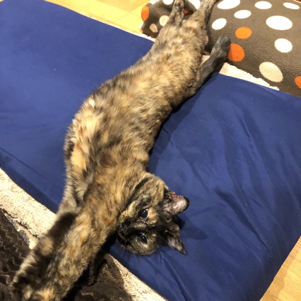 猫 サビ猫 ポンちゃんの写真