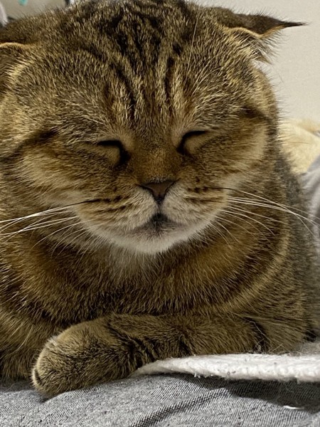 猫 雑種（ミックス） ももたろの写真
