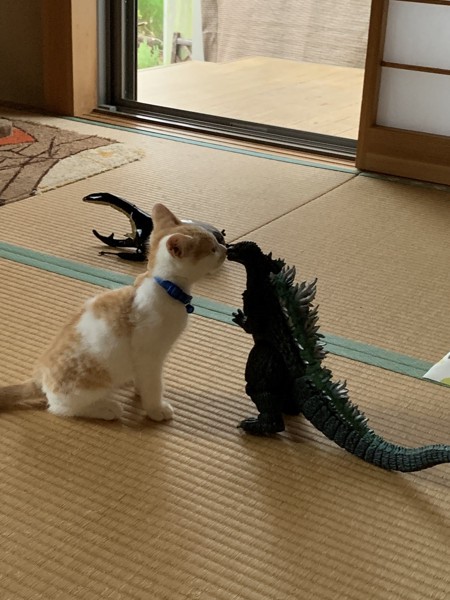 猫 雑種（ミックス） こてつの写真