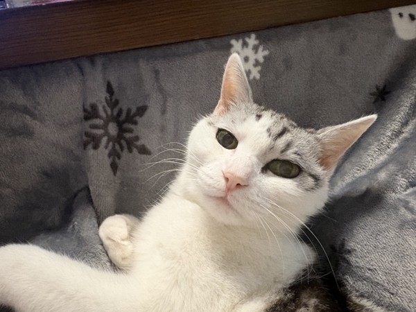 猫 サバシロ もーしゃんの写真