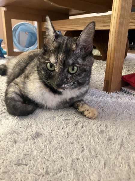 猫 サビ猫 うみの写真