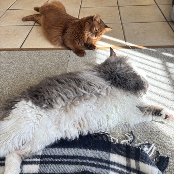 猫 雑種（ミックス） ルー&ロコんの写真
