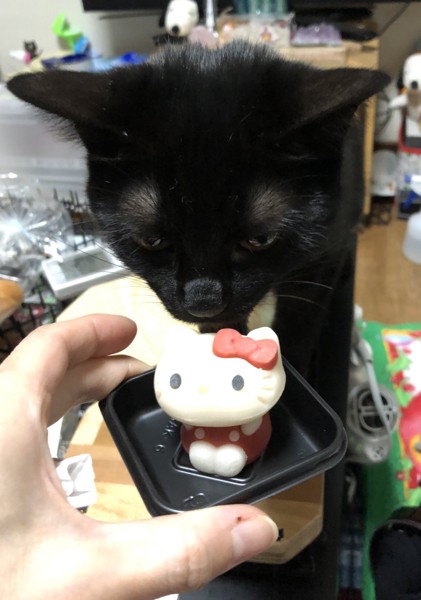 猫 マンチカン くーちゃんの写真