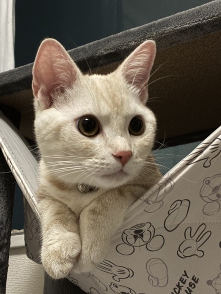 猫 アメリカンショートヘア ソルの写真