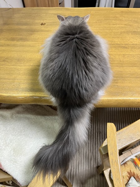 猫 雑種（ミックス） ルークの写真