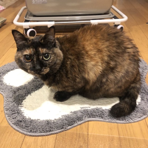 猫 サビ猫 ポンちゃんの写真