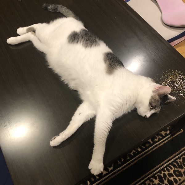 猫 雑種（ミックス） ラブの写真
