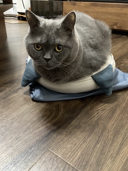 猫 ターキッシュアンゴラ りーの写真