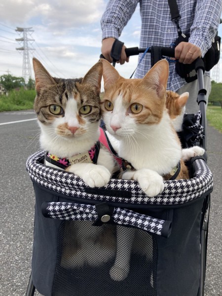 猫 茶白トラ いくら・こはだの写真