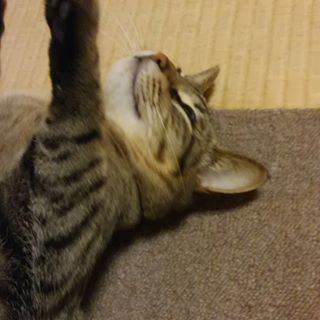 猫 キジトラ ゆきの写真