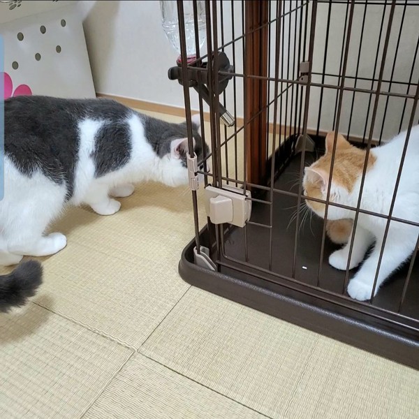 猫 ブリティッシュショートヘア ふくの写真