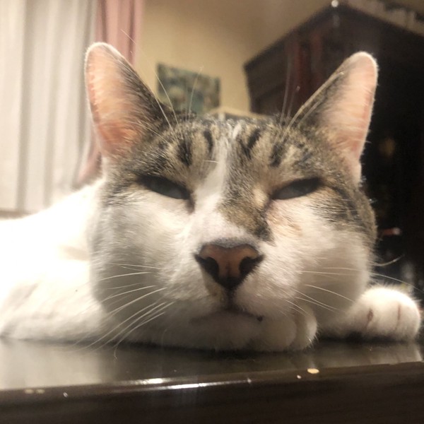猫 雑種（ミックス） ラブの写真