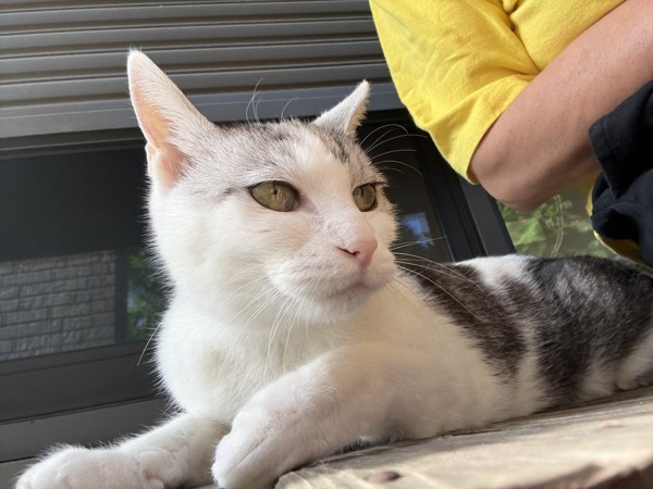 猫 サバシロ もーしゃんの写真