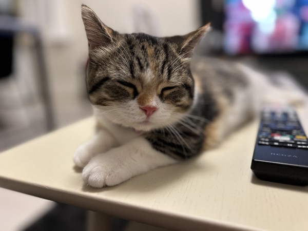 猫 マンチカン ココロの写真