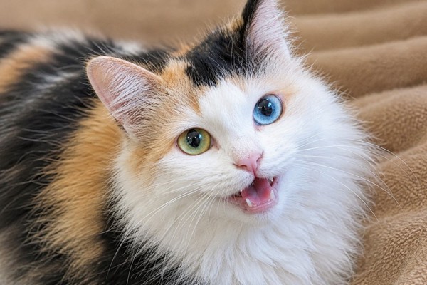 猫 三毛猫 よもぎの写真