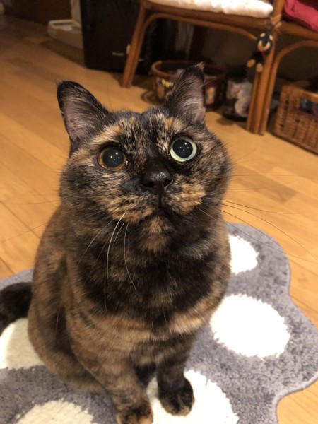 猫 サビ猫 ポンちゃんの写真