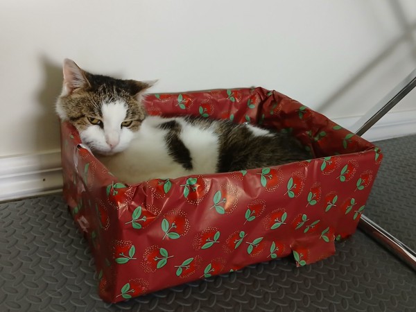 猫 ショートヘア混血 あらんの写真