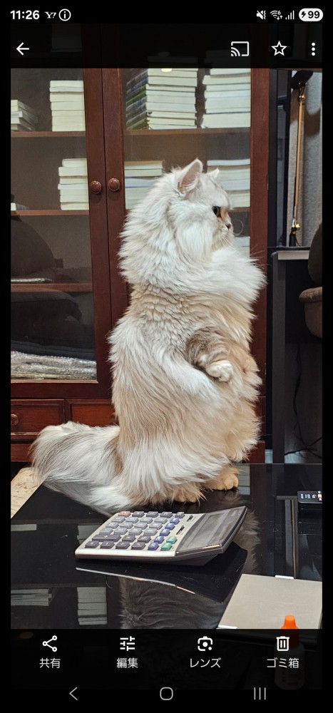 猫 ミヌエット ちゃみちゃんの写真