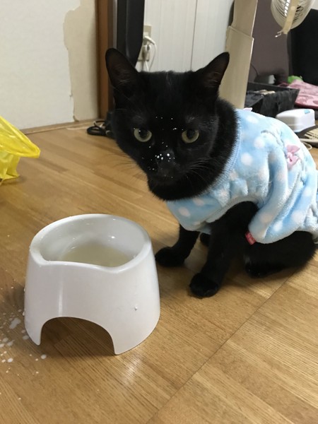 猫 雑種（ミックス） うにちゃんの写真