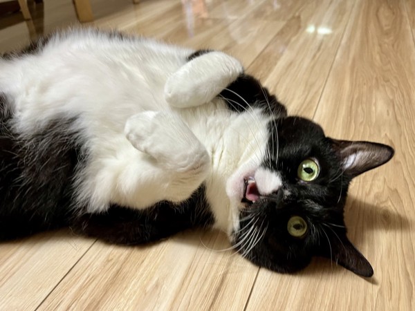 猫 黒ブチ さぬきの写真