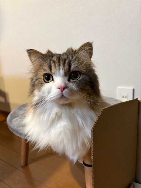 猫 ミヌエット わたの写真