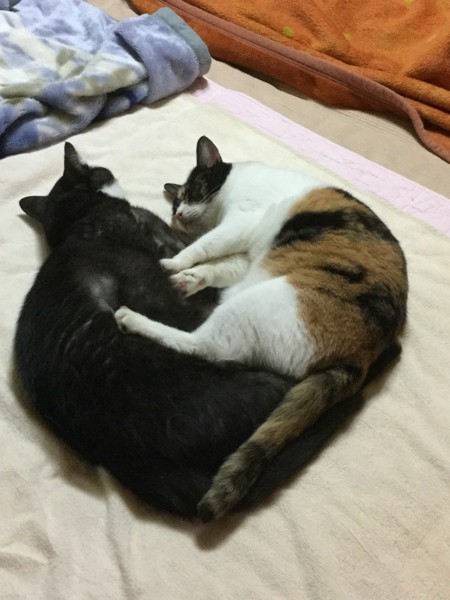 猫 雑種 ラッキー&シェリーの写真