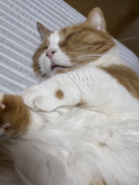 猫 マンチカン チャーの写真