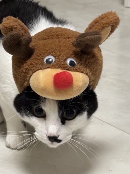 猫 雑種（ミックス） クッキーちゃんの写真