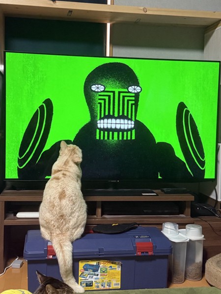 猫 雑種（ミックス） チャチャの写真