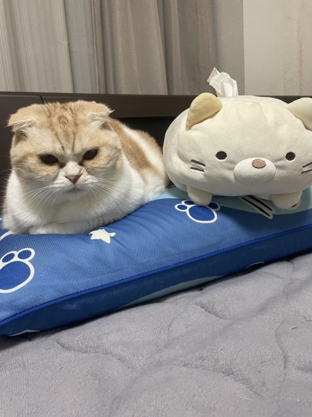 猫 スコティッシュフォールド まろんの写真