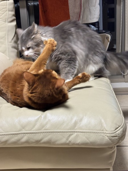 猫 雑種（ミックス） ルー&ロコんの写真