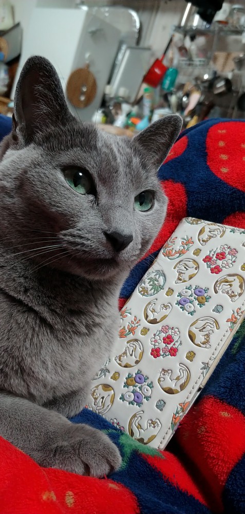 猫 ロシアンブルー グレーテルの写真