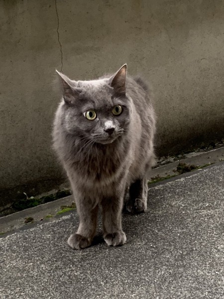 猫 ネベロング おまめちゃんの写真