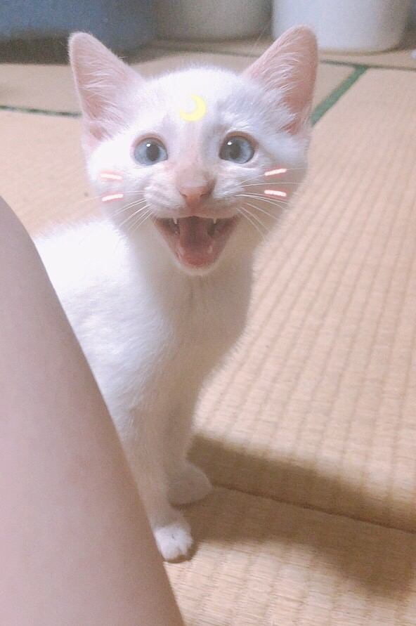 猫 白猫 おもちの写真