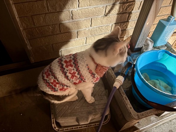 猫 サバシロ もーしゃんの写真