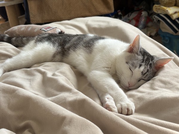 猫 サバシロ もーしゃんの写真