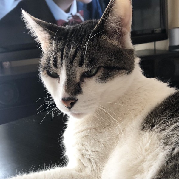 猫 雑種（ミックス） ラブの写真